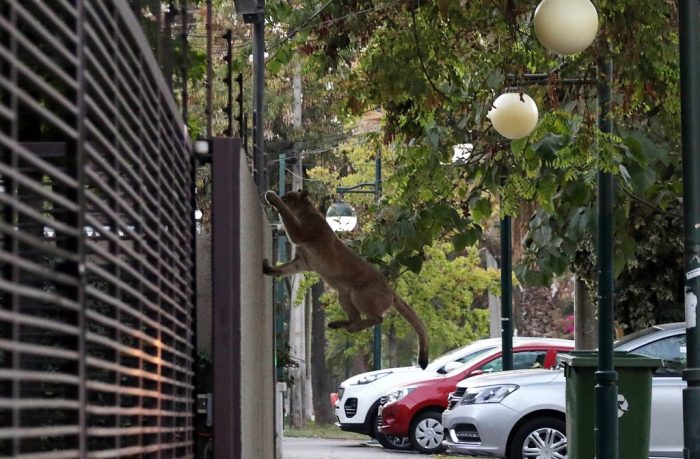 Tour urbano: animales recorren ciudades mientras las personas se refugian en sus hogares Tour urbano: animales recorren ciudades mientras las personas se refugian en sus hogares
