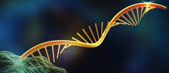 Científicos descubren elemento del genoma que sería clave en la respuesta inmunológica a las vacunas Científicos descubren elemento del genoma que sería clave en la respuesta inmunológica a las vacunas