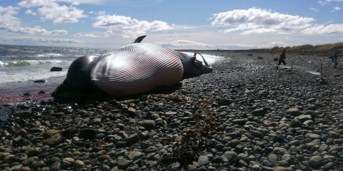 Hallazgo de ballena con posible arpón en Magallanes: “Sería gravísimo confirmar que existe la caza furtiva de ballenas en Chile” Hallazgo de ballena con posible arpón en Magallanes: “Sería gravísimo confirmar que existe la caza furtiva de ballenas en Chile”