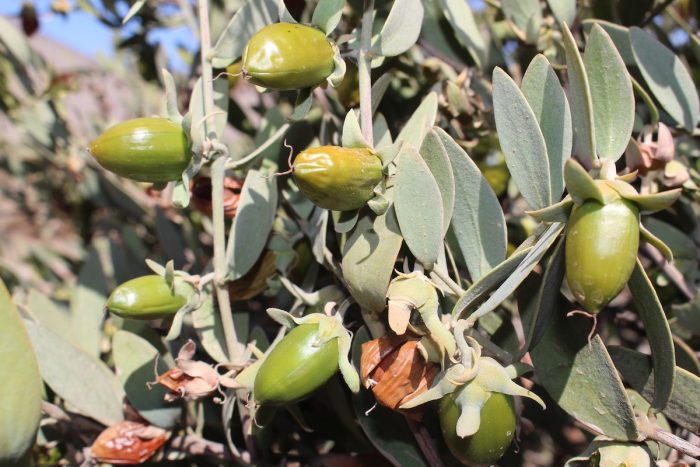 Con innovador cultivo de jojoba agricultora se adapta al cambio climático en Copiapó Con innovador cultivo de jojoba agricultora se adapta al cambio climático en Copiapó