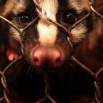 El coronavirus demuestra que el comercio ilegal de fauna silvestre es un grave problema de salud