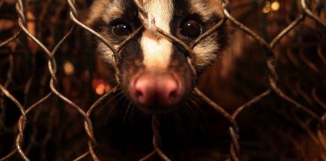 El coronavirus demuestra que el comercio ilegal de fauna silvestre es un grave problema de salud El coronavirus demuestra que el comercio ilegal de fauna silvestre es un grave problema de salud
