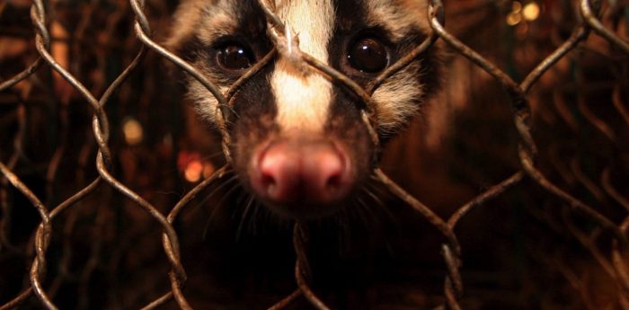 El coronavirus demuestra que el comercio ilegal de fauna silvestre es un grave problema de salud El coronavirus demuestra que el comercio ilegal de fauna silvestre es un grave problema de salud