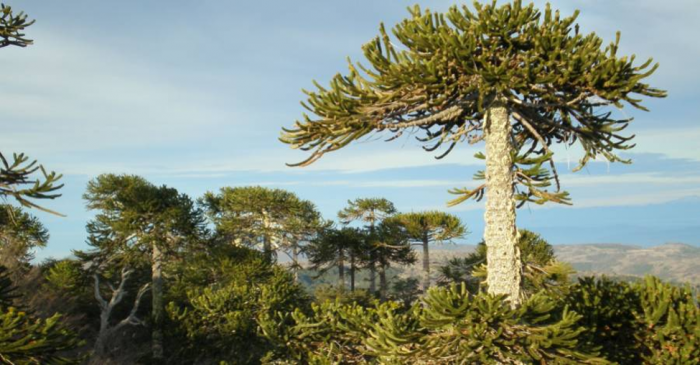 Conaf tala 40 araucarias del Parque Nacional Nahuelbuta Conaf tala 40 araucarias del Parque Nacional Nahuelbuta