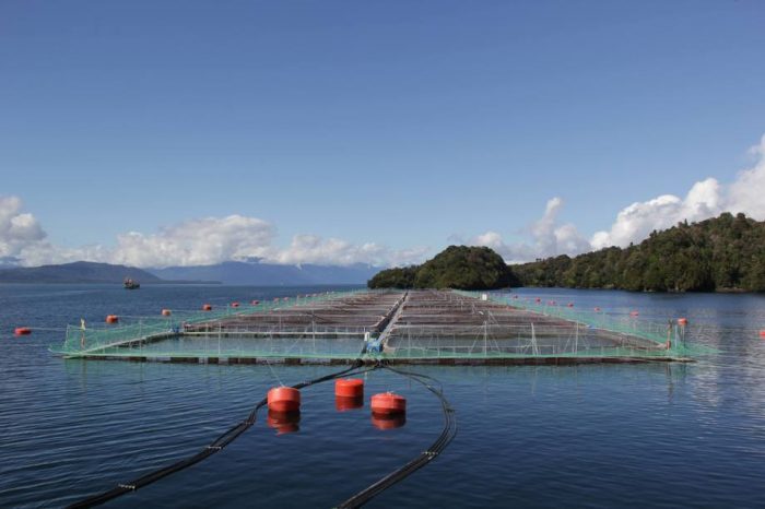 Organizaciones llaman a mantener límites a las concesiones salmoneras en las regiones de Los Lagos y Aysén Organizaciones llaman a mantener límites a las concesiones salmoneras en las regiones de Los Lagos y Aysén