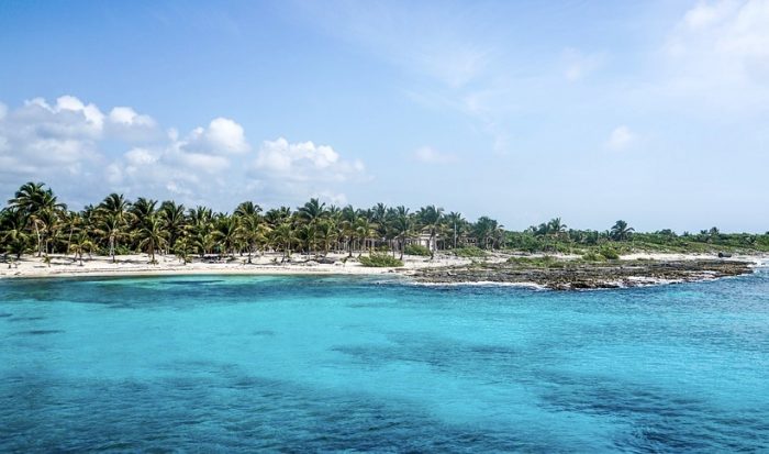 Avistan animales en riesgo de extinción en caribe mexicano vacío por coronavirus Avistan animales en riesgo de extinción en caribe mexicano vacío por coronavirus