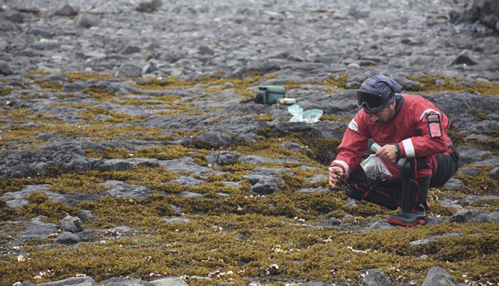 ¿Sensores o lapas? Estos son los novedosos dispositivos que midieron la temperatura de los océanos desde Canadá a la Antártica ¿Sensores o lapas? Estos son los novedosos dispositivos que midieron la temperatura de los océanos desde Canadá a la Antártica