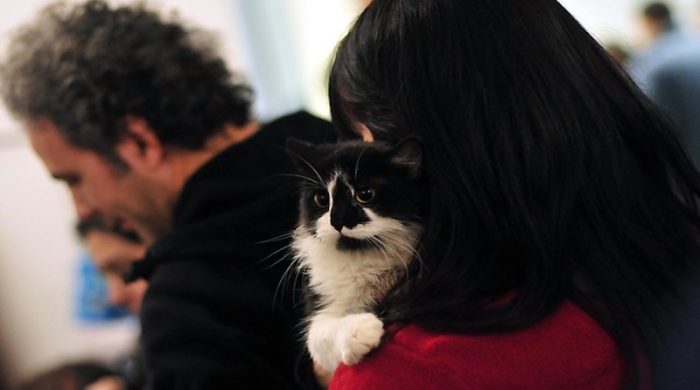 Mascotas y coronavirus: ¿pueden contagiarse? Mascotas y coronavirus: ¿pueden contagiarse?