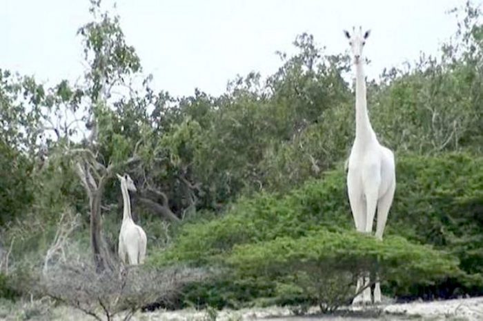 Cazadores matan a dos de las tres jirafas blancas del mundo Cazadores matan a dos de las tres jirafas blancas del mundo