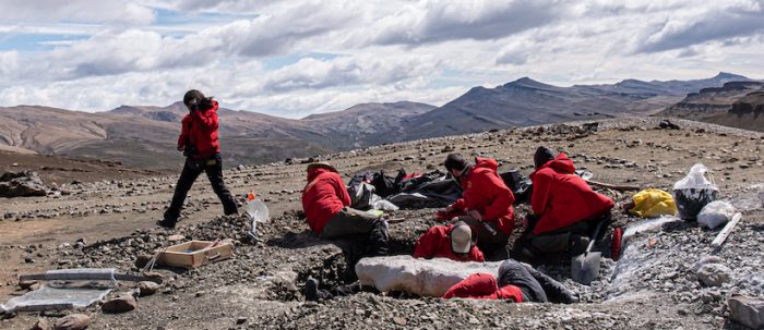 Cerro Guido en Magallanes se consolida como la piedra Rosetta de la paleontología 