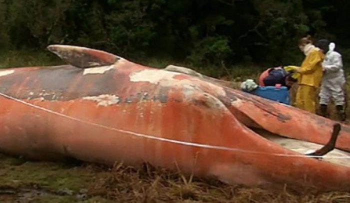 Yaktal, el documental que viajó al sur de Chile donde encontraron más de 300 ballenas muertas Yaktal, el documental que viajó al sur de Chile donde encontraron más de 300 ballenas muertas