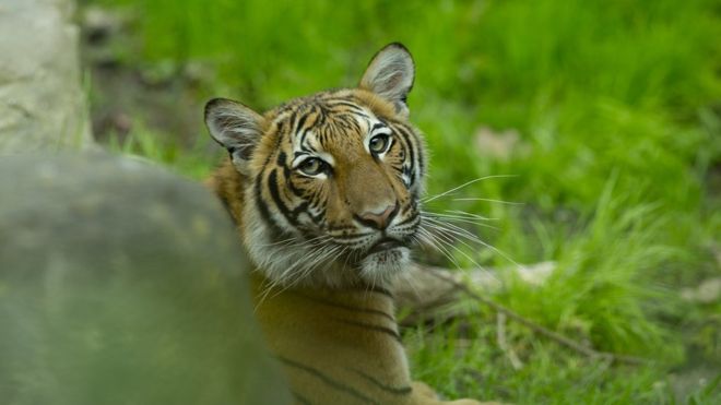 Coronavirus en EE.UU: un tigre del zoológico del Bronx, en Nueva York, da positivo por covid-19 Coronavirus en EE.UU: un tigre del zoológico del Bronx, en Nueva York, da positivo por covid-19