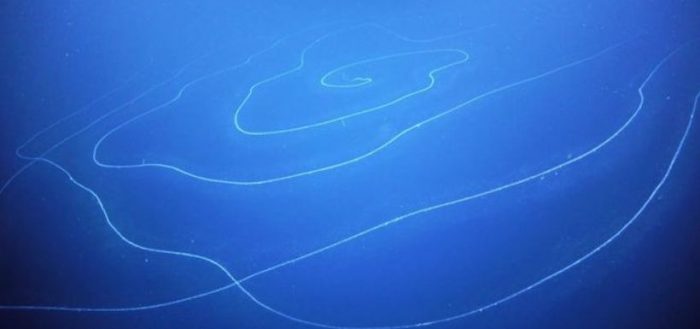 Sifonóforo, el sorprendente organismo de 45 metros de largo y que produce su propia luz encontrado en el fondo del mar de Australia Sifonóforo, el sorprendente organismo de 45 metros de largo y que produce su propia luz encontrado en el fondo del mar de Australia