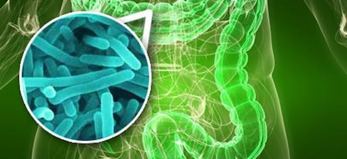 Neurociencias: ¿cómo una bacteria puede modificar el comportamiento social? Neurociencias: ¿cómo una bacteria puede modificar el comportamiento social?