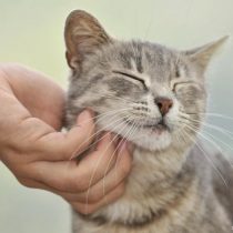 ¿Puede un gato contagiar coronavirus y qué pasa con otras mascotas?