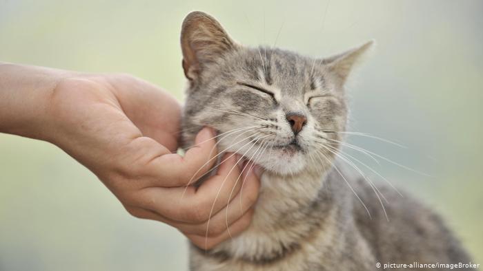 ¿Puede un gato contagiar coronavirus y qué pasa con otras mascotas? ¿Puede un gato contagiar coronavirus y qué pasa con otras mascotas?