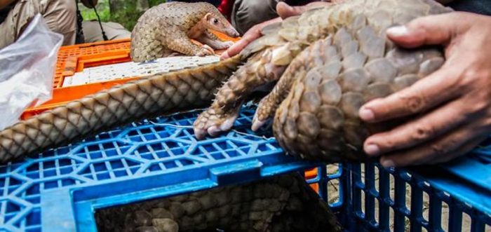 Científicos confirman relación entre la pandemia del coronavirus y la destrucción de la flora y la fauna Científicos confirman relación entre la pandemia del coronavirus y la destrucción de la flora y la fauna