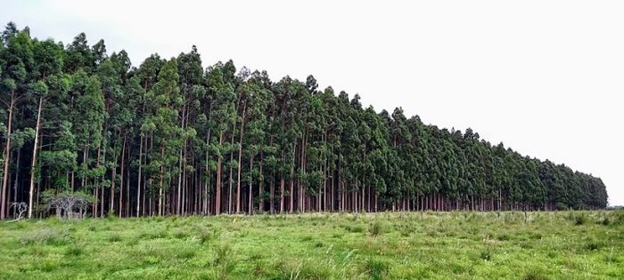 Consejo Superior de Investigaciones Científicas concluye que plantaciones forestales alteran el ciclo de nitrógeno en la costa chilena Consejo Superior de Investigaciones Científicas concluye que plantaciones forestales alteran el ciclo de nitrógeno en la costa chilena