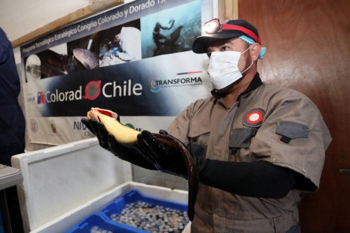 Programa Acuícola de Corfo apuesta por repoblar y cultivar el congrio colorado de cultivo Programa Acuícola de Corfo apuesta por repoblar y cultivar el congrio colorado de cultivo