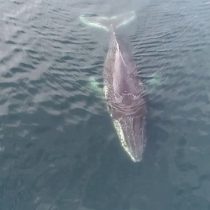 Relevan la importancia de investigar el Estrecho de Gerlache, lugar de alimentación de ballenas jorobadas en la Antártica