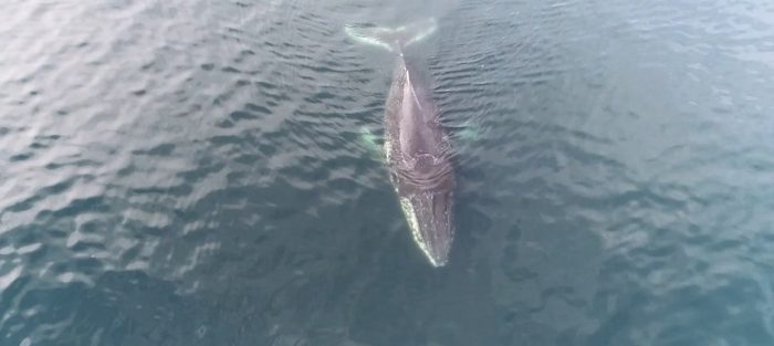 Relevan la importancia de investigar el Estrecho de Gerlache, lugar de alimentación de ballenas jorobadas en la Antártica Relevan la importancia de investigar el Estrecho de Gerlache, lugar de alimentación de ballenas jorobadas en la Antártica