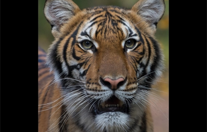 Cuatro tigres y tres leones dan positivo por covid-19 en zoológico neoyorquino Cuatro tigres y tres leones dan positivo por covid-19 en zoológico neoyorquino