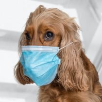 Las mascotas son víctimas del coronavirus, pero no lo contagian