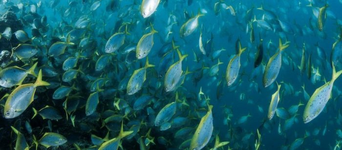 “Mar de Juan Fernández: relatos y leyendas del archipiélago”, Oceana lanza nuevo documental en todas sus plataformas digitales “Mar de Juan Fernández: relatos y leyendas del archipiélago”, Oceana lanza nuevo documental en todas sus plataformas digitales