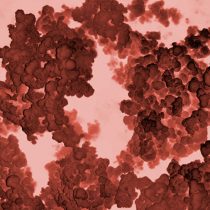 Crean innovador desinfectante con nanopartículas de cobre para atacar coronavirus