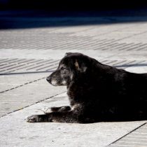 La endeble situación de los refugios de animales durante cuarentena (y cómo puede incidir en la formación de jaurías y colonias de gatos)