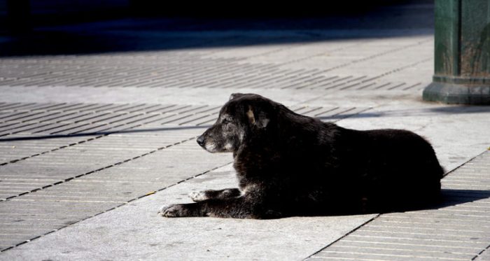 Nueva jornada de adopción se realizará en Santiago con el fin de promover la tenencia responsable de animales