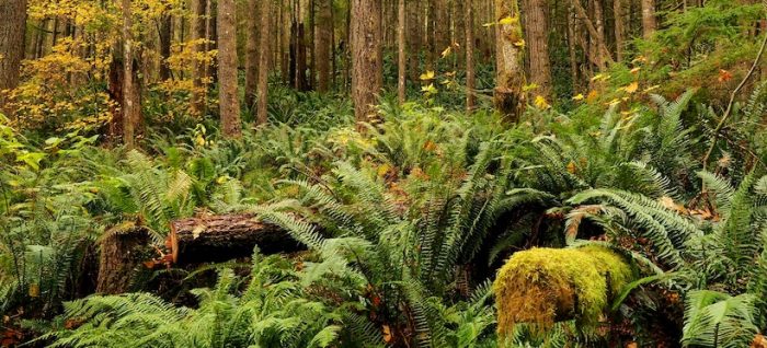 Ecólogos chilenos advierten que promover biodiversidad en el planeta es crucial para frenar nuevas pandemias Ecólogos chilenos advierten que promover biodiversidad en el planeta es crucial para frenar nuevas pandemias