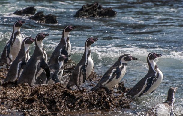 Día mundial de los Pingüinos: retrocede la población de una de sus especies más emblemáticas