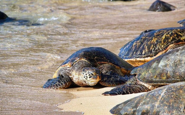 Beneficios de cuarentena: tortugas marinas anidan tranquilamente en playas vacías Beneficios de cuarentena: tortugas marinas anidan tranquilamente en playas vacías