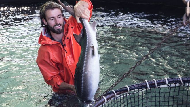 «Estamos imprimiendo pescado 3D»: cómo es la pesca sintética y qué beneficios ofrece de cara a un futuro sostenible