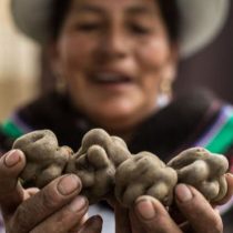 El increíble viaje de la papa andina, el tubérculo que transformó el mundo