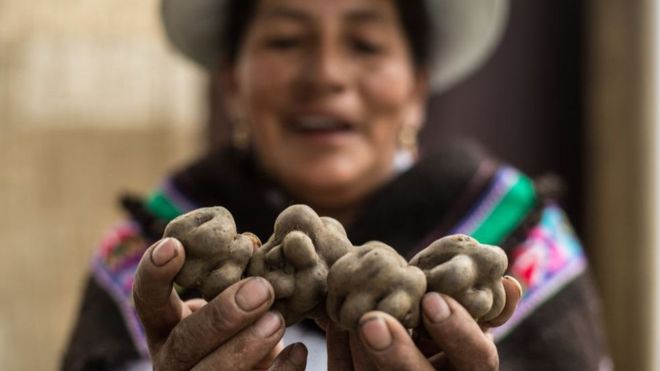 El increíble viaje de la papa andina, el tubérculo que transformó el mundo El increíble viaje de la papa andina, el tubérculo que transformó el mundo