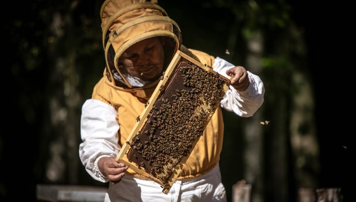 Apicultores de Callaqui impulsan el rescate tradicional en la cosecha de miel Apicultores de Callaqui impulsan el rescate tradicional en la cosecha de miel