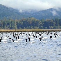 Cifra record: contabilizan más de 21 mil cisnes de cuello negro en santuario de la naturaleza ubicado en Los Ríos