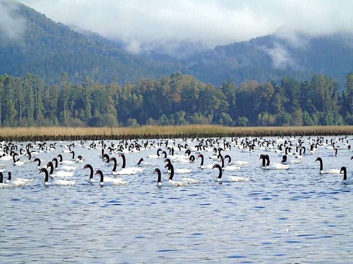 Cifra record: contabilizan más de 21 mil cisnes de cuello negro en santuario de la naturaleza ubicado en Los Ríos Cifra record: contabilizan más de 21 mil cisnes de cuello negro en santuario de la naturaleza ubicado en Los Ríos