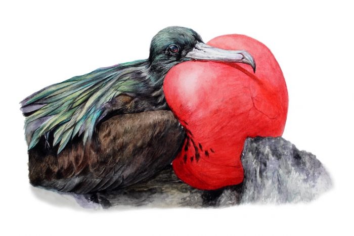 Publican libro que investigó sobre las 40 especies de aves de Rapa Nui