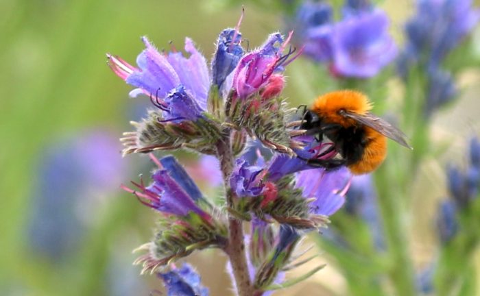 Viña estudia la diversidad de abejas nativas en el valle de Curicó Viña estudia la diversidad de abejas nativas en el valle de Curicó