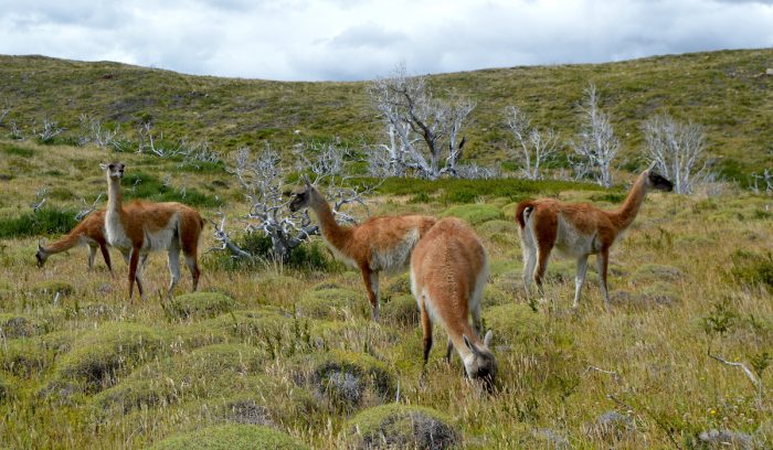 Día Mundial de la Biodiversidad: algunas razones en que nuestra dieta puede hacer la diferencia Día Mundial de la Biodiversidad: algunas razones en que nuestra dieta puede hacer la diferencia