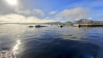 Sernapesca denunció el hallazgo de ballena muerta en centro de cultivo de la Región de Aysén Sernapesca denunció el hallazgo de ballena muerta en centro de cultivo de la Región de Aysén