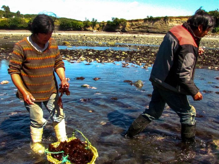 Veterinarios: “La única forma de cuidar el medioambiente es fortaleciendo la integración de la salud ambiental, humana y animal” Veterinarios: “La única forma de cuidar el medioambiente es fortaleciendo la integración de la salud ambiental, humana y animal”