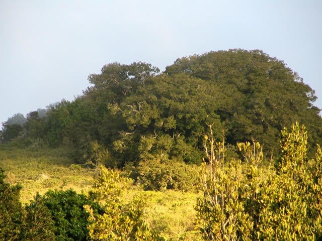 Bosques templados concentran gran diversidad evolutiva y científicos promueven su protección Bosques templados concentran gran diversidad evolutiva y científicos promueven su protección
