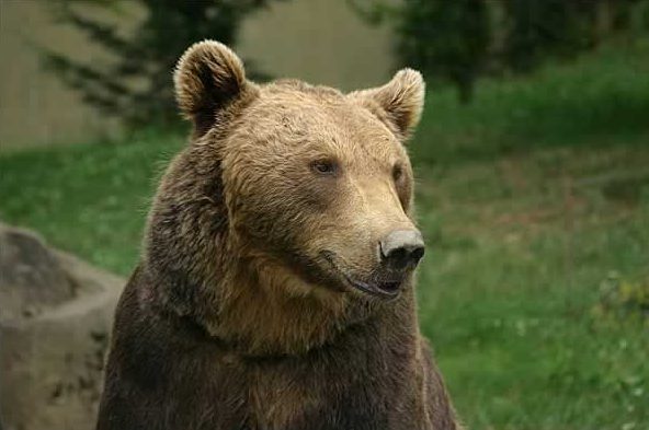 Avistan a oso pardo en el noroeste de España: es el primero que se ve en la zona en 150 años Avistan a oso pardo en el noroeste de España: es el primero que se ve en la zona en 150 años