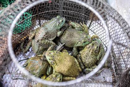 China busca erradicar el tráfico de animales salvajes tras Covid-19 China busca erradicar el tráfico de animales salvajes tras Covid-19