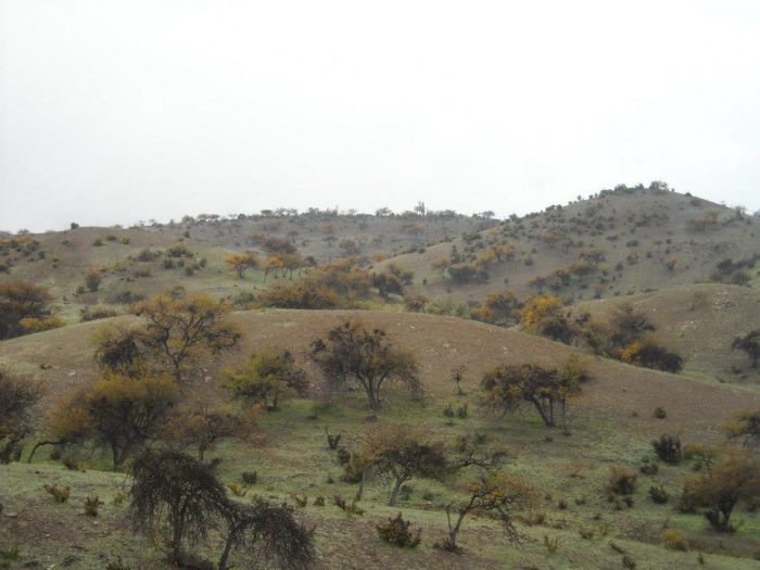 Bosques espinosos: mucho más que carbón Bosques espinosos: mucho más que carbón