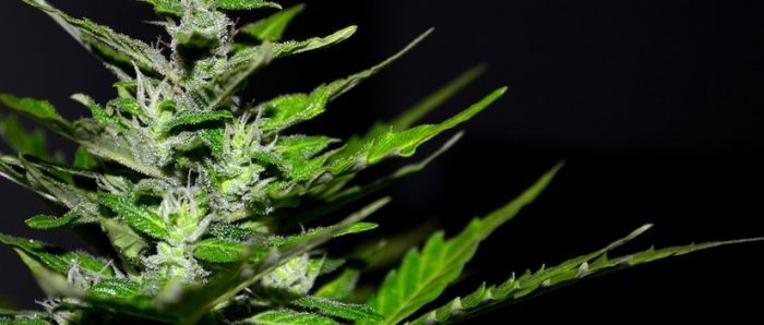 Neurociencias: Cannabis, fertilidad y gestación Neurociencias: Cannabis, fertilidad y gestación
